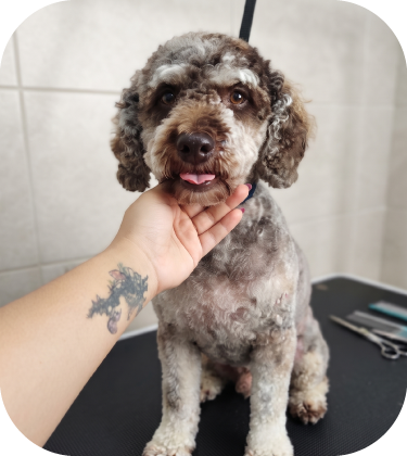 Perrito peluqueado 2