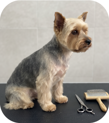 Perrito peluqueado 3