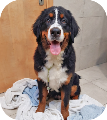 Perrito peluqueado 4