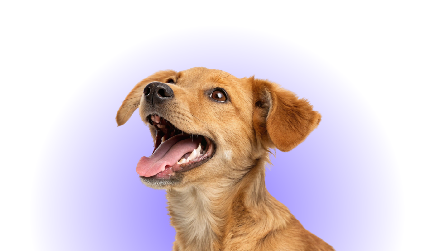 Perrito feliz peluqueado